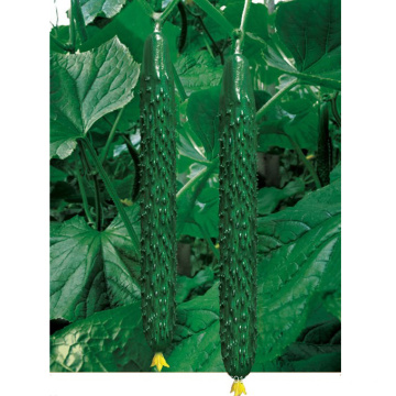 HCU12 Huoxi 35cm in length,chinese F1 hybrid cucumber seeds in vegetable seeds
